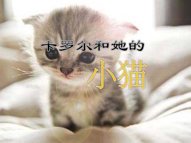 卡罗尔和她的小猫ppt