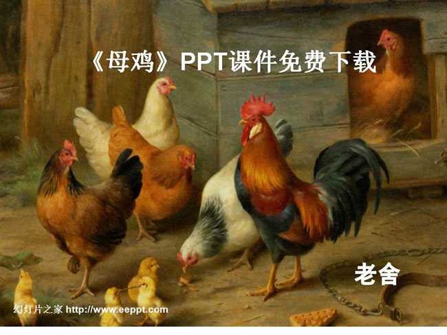 母鸡PPT课件免费下载