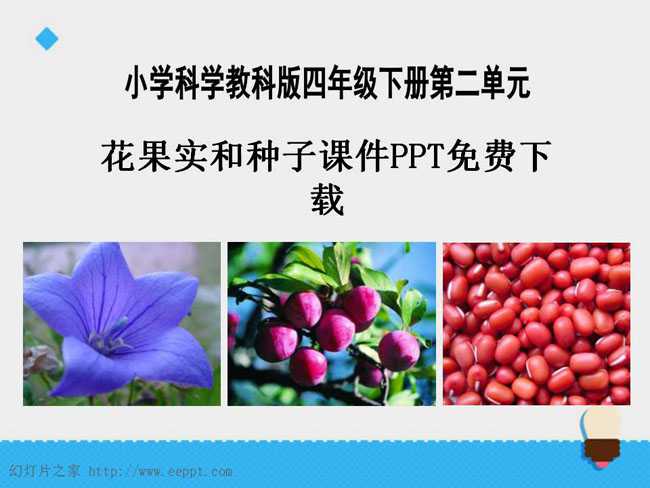 花果实和种子课件PPT免费下载