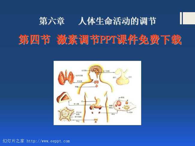 激素调节PPT课件免费下载