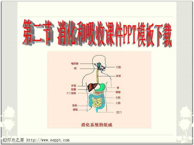 消化和吸收课件PPT模板下载