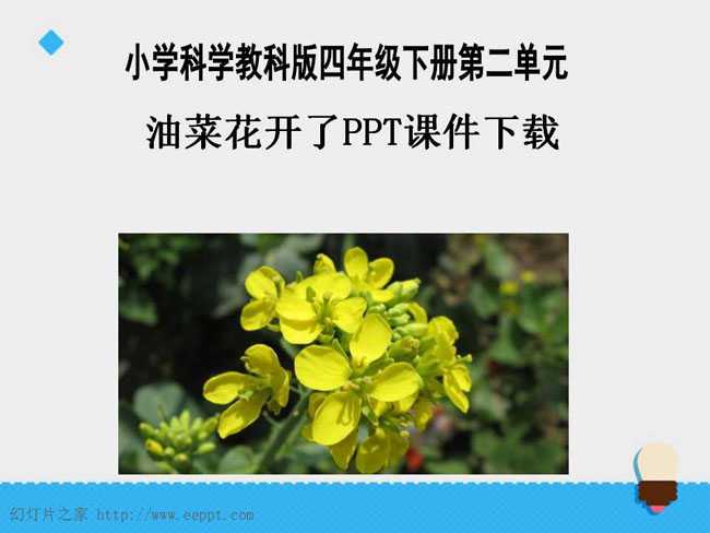 油菜花开了PPT课件下载