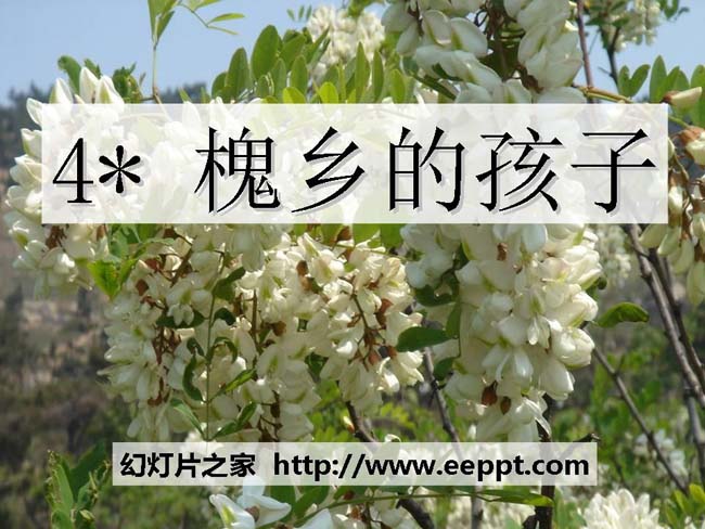 《槐乡的孩子》ppt课件ppt模板在线下载