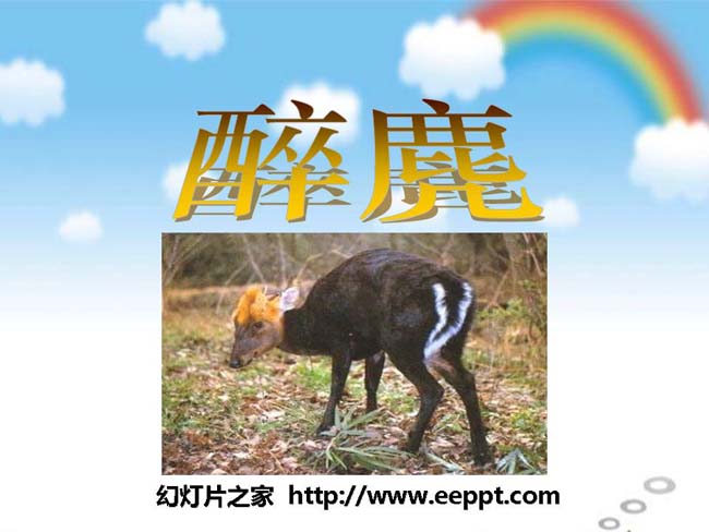 《醉麂》ppt模板在线免费下载