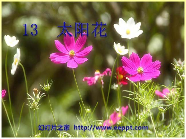 《太阳花》PPT幻灯片模板下载